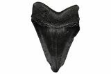 Serrated, Fossil Megalodon Tooth - South Carolina #356852-1